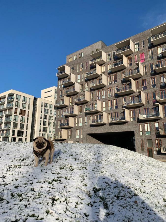 Cute Pug Guest Room コペンハーゲン エクステリア 写真