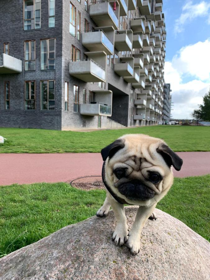 Cute Pug Guest Room コペンハーゲン エクステリア 写真
